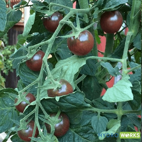 cách trồng cà chua thủy canh tại nhà
